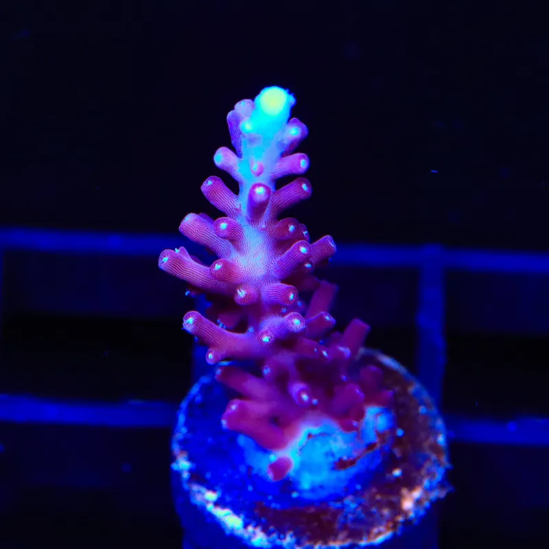 TSA Plum Crazy Dragon Acropora Coral - TSA Coral
