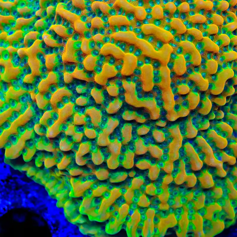 TSA Frozen Citrus Montipora Coral - TSA Coral