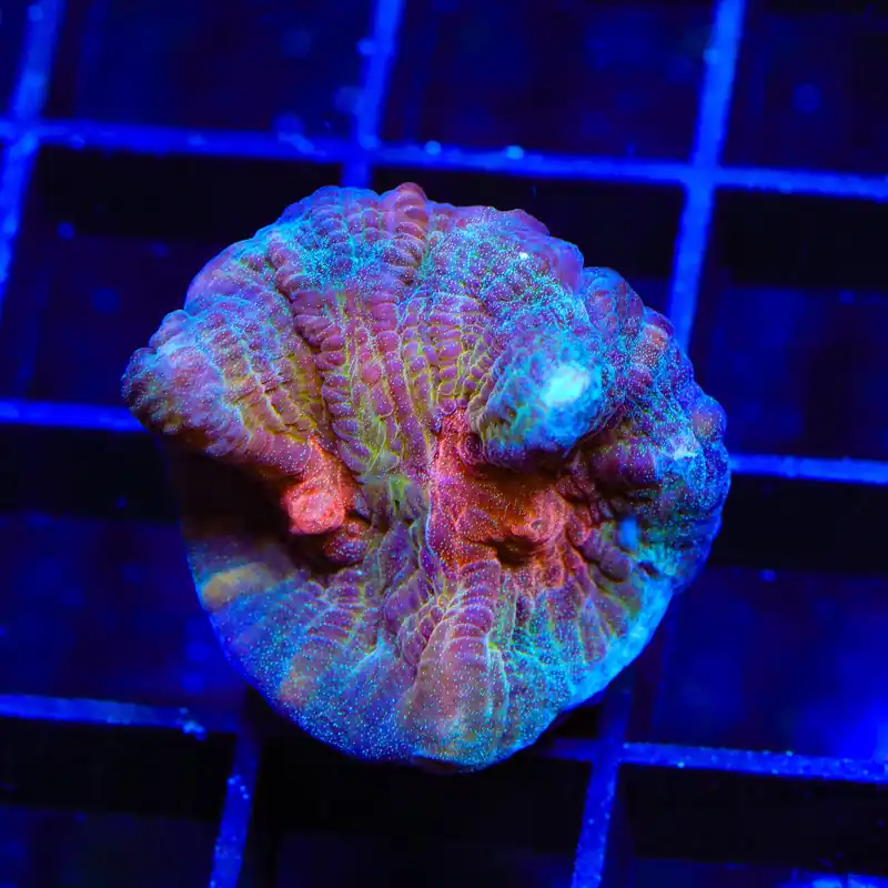 TSA Emerald Rose Pectinia Coral - TSA Coral