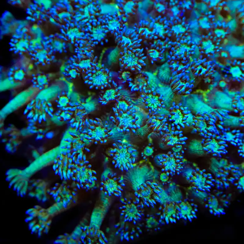 TSA Royal Glitter Goniopora Coral - TSA Coral