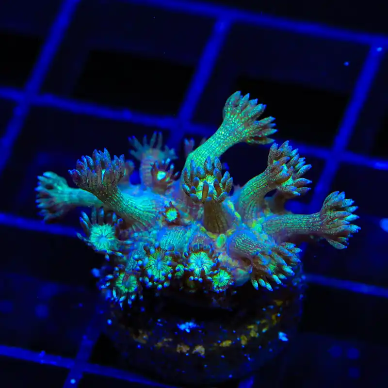 TSA Royal Glitter Goniopora Coral - TSA Coral