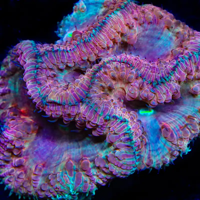 TSA Dueling Dragons Blastomussa Coral - TSA Coral