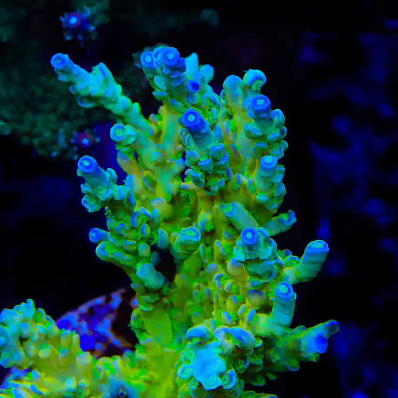 TSA Mimosa Acropora Coral - TSA Coral