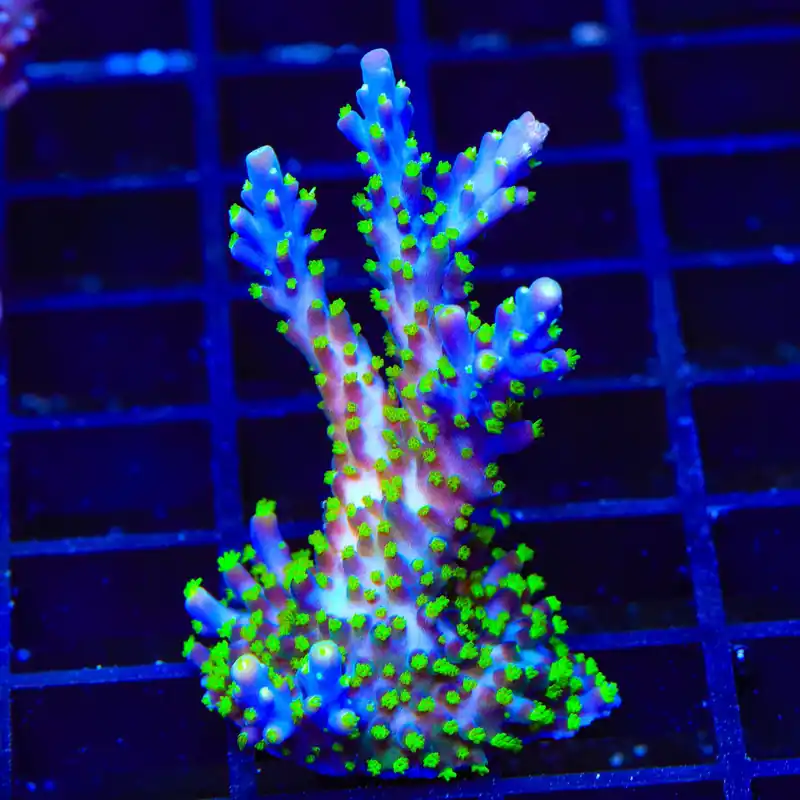 Template Garf Bonsai Acropora Colony Coral - TSA Coral