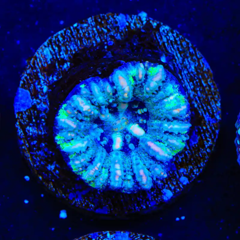 Ultra Button Scolymia Coral - TSA Coral