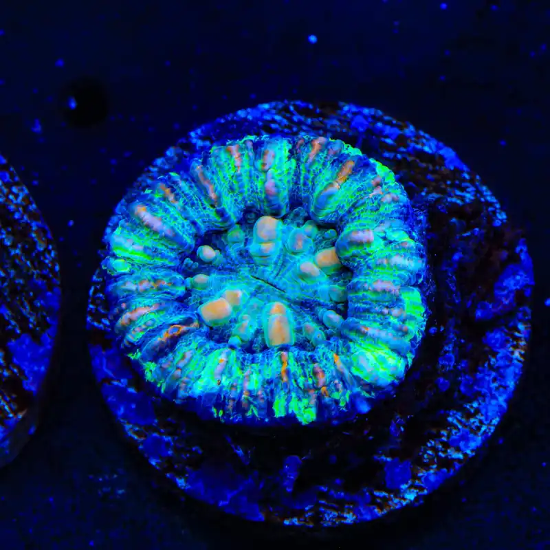 Ultra Button Scolymia Coral - TSA Coral