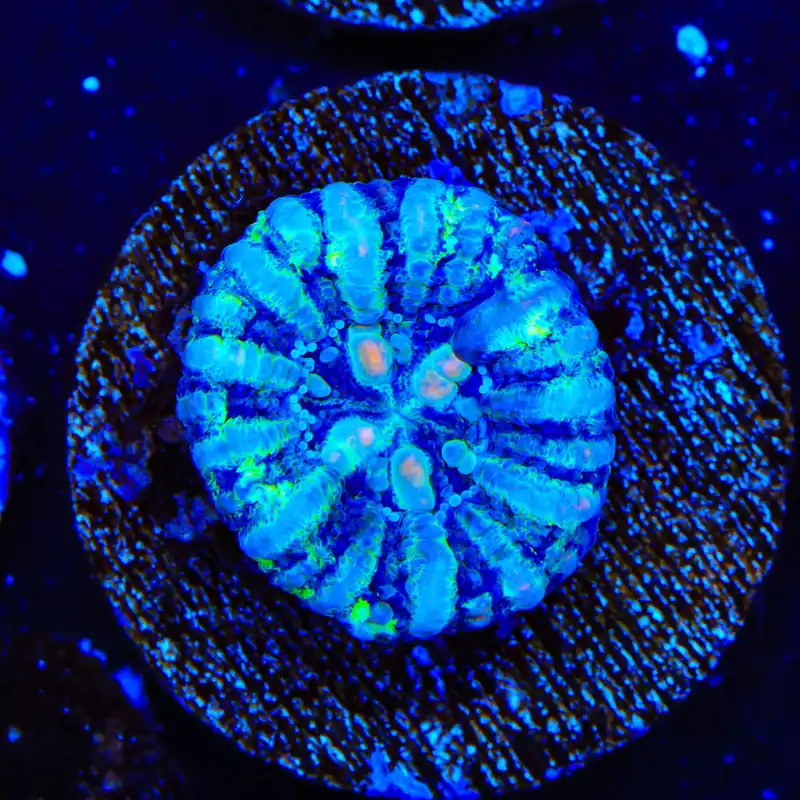 Ultra Button Scolymia Coral - TSA Coral