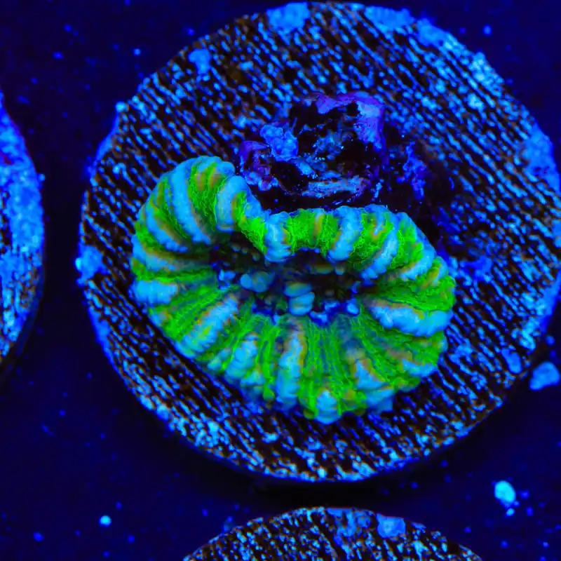 Ultra Button Scolymia Coral - TSA Coral