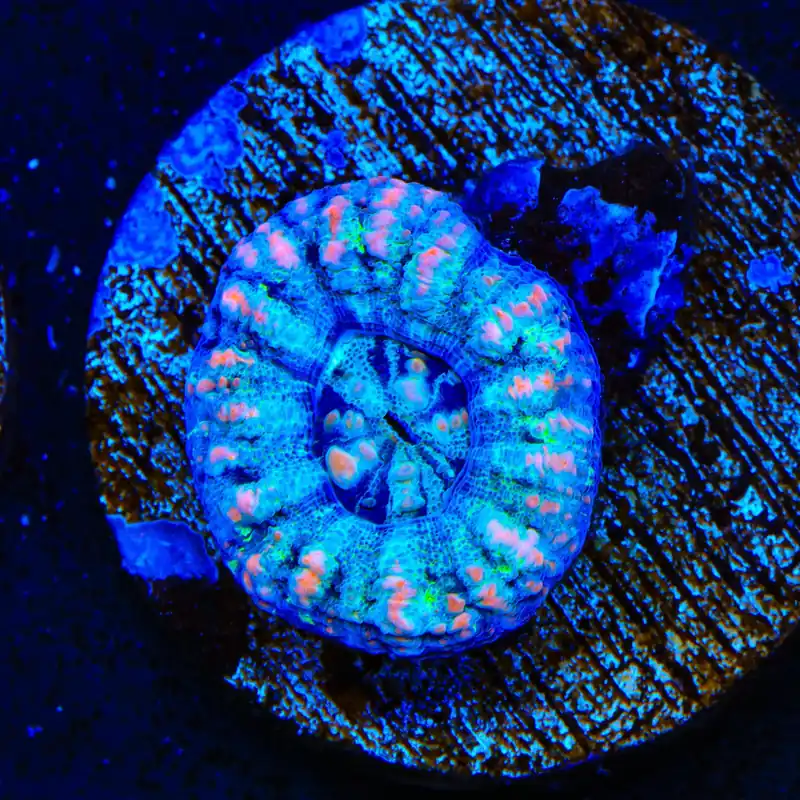 Ultra Button Scolymia Coral - TSA Coral