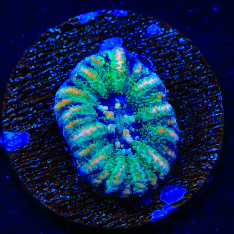 Ultra Button Scolymia Coral - TSA Coral
