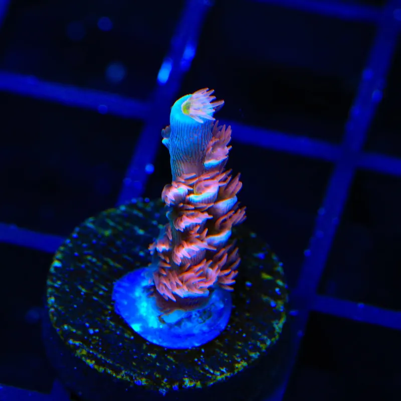TGC Cherry Bomb Tenuis Acropora Coral - TSA Coral