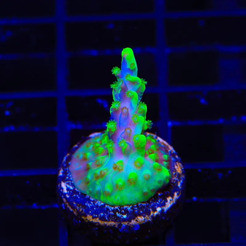 UW Oompa Loompa Splice Acropora Coral - TSA Coral