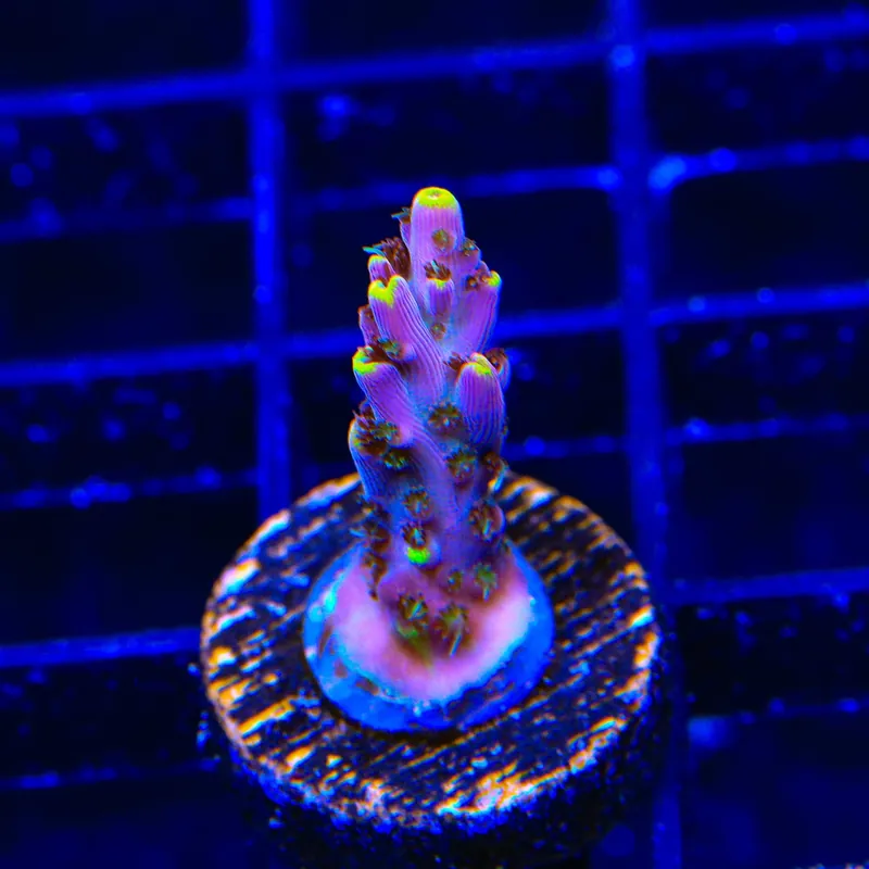 TSA Spyro the Dragon Acropora Coral - TSA Coral