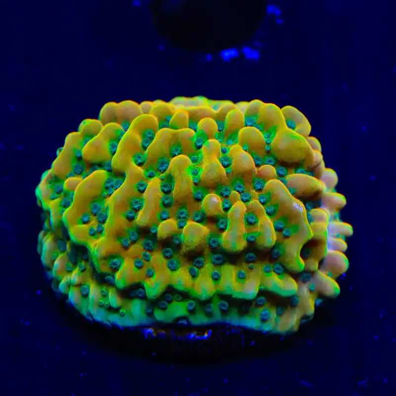 TSA Frozen Citrus Montipora Coral - TSA Coral