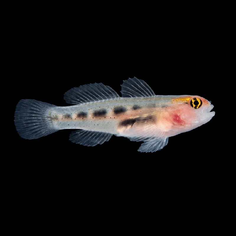 Captive-Bred Red Head Goby - Elacatinus puncticulatus