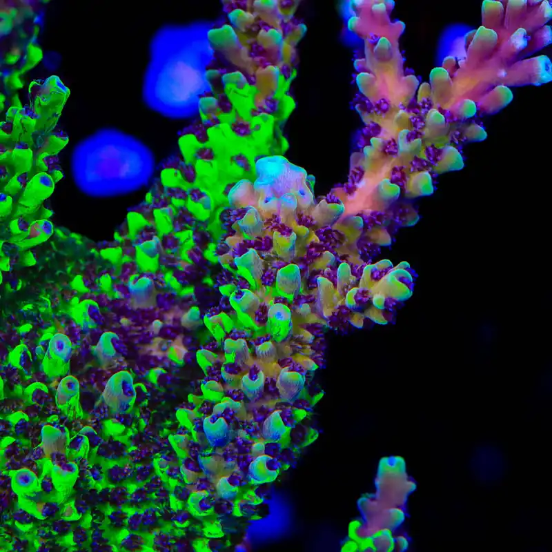 POTO Grafted Jekyll and Hyde Acropora Coral - TSA Coral