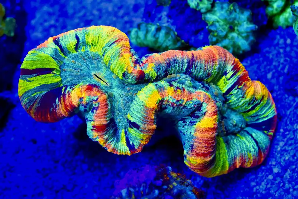 Ultra Rainbow Trachyphyllia Coral - Top Shelf Aquatics