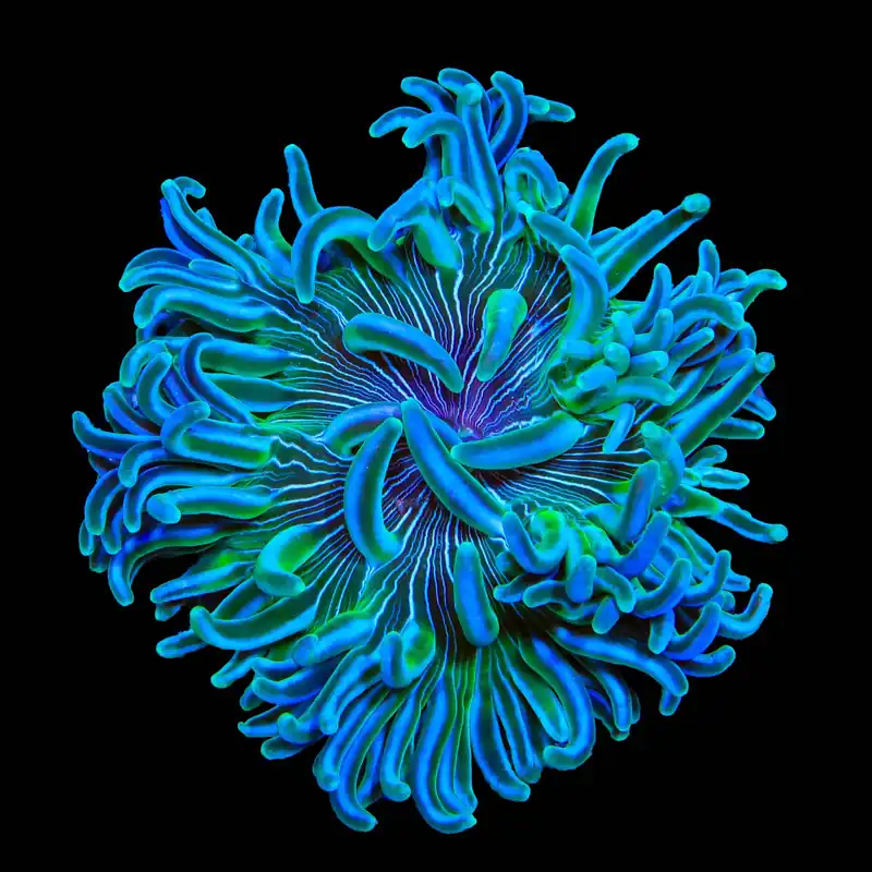 Ultra Long Tentacle Anemone - TSA Inverts