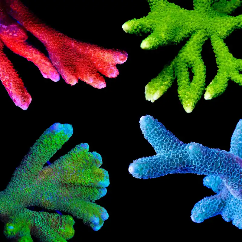Digitata Coral Frag Pack - Top Shelf Aquatics