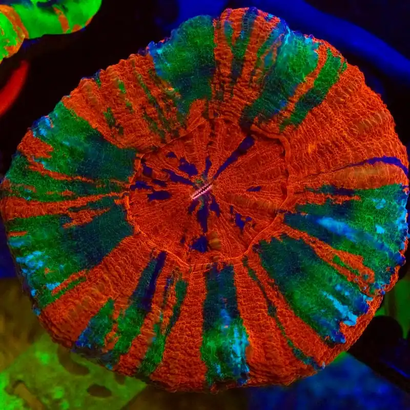 Captain Planet Scolymia Coral - Top Shelf Aquatics