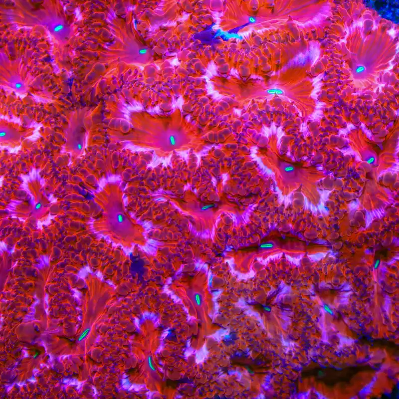 TSA Cranberry Blastomussa Coral - TSA Coral