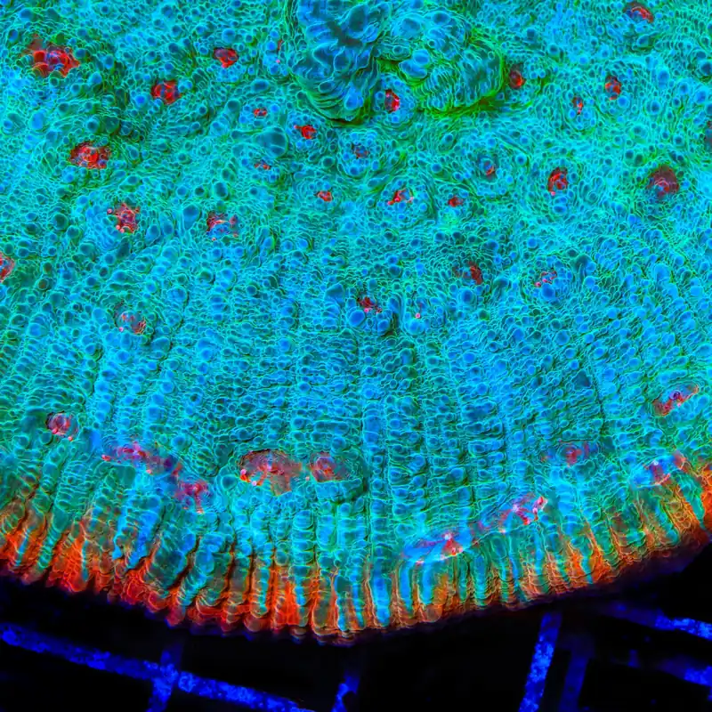 TSA Ocean Spray Chalice Coral - TSA Coral