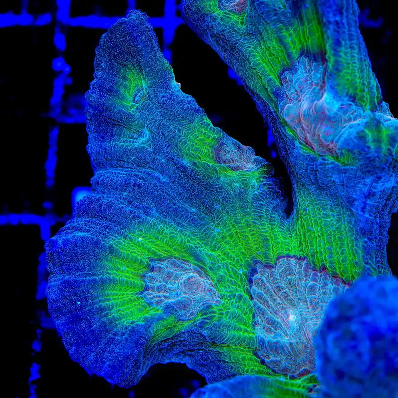 TSA Sizzler Pectinia Coral - TSA Coral
