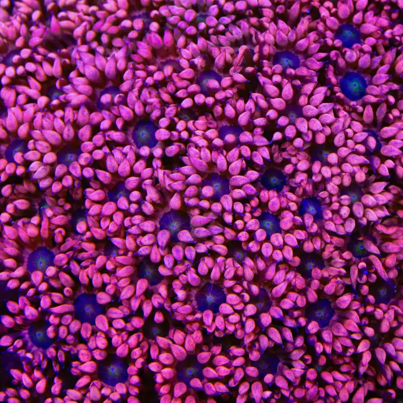 TSA Adam Eve Goniopora Coral - TSA Coral