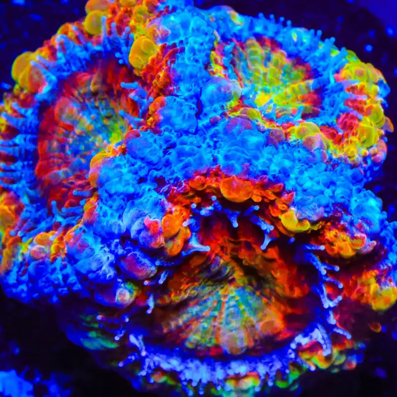 TSA Tripping Rainbows Acan Coral - TSA Coral