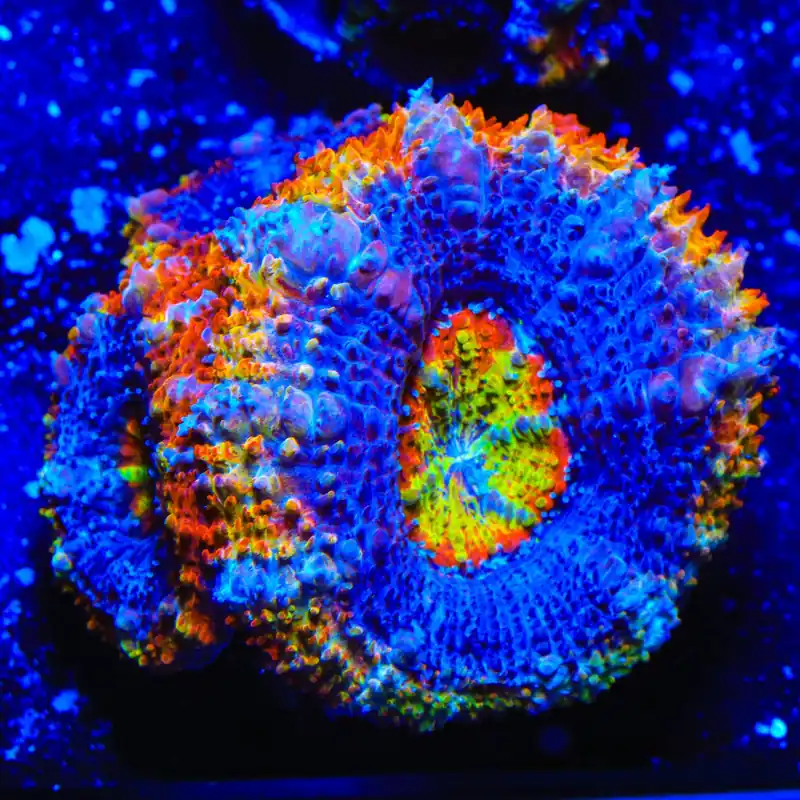 TSA Tripping Rainbows Acan Coral - TSA Coral