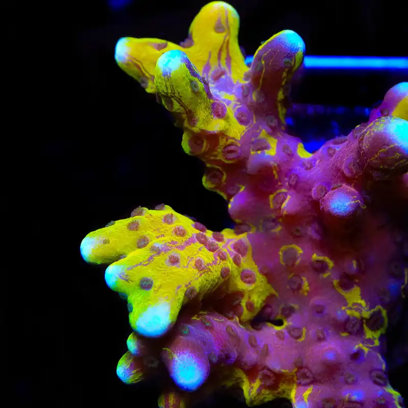 Lemon Kiwi Grafted Anacropora - TSA Coral