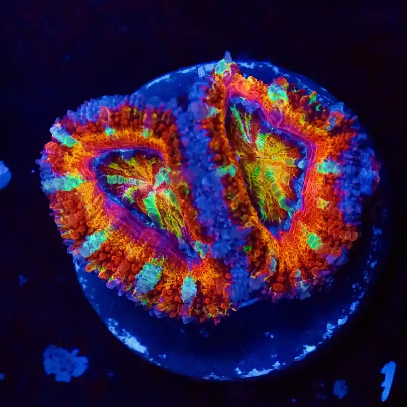 Ultra Rainbow Acan Coral - Top Shelf Aquatics