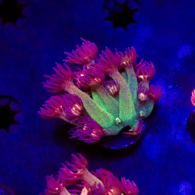 TSA Flaming Lips Goniopora Coral - Top Shelf Aquatics