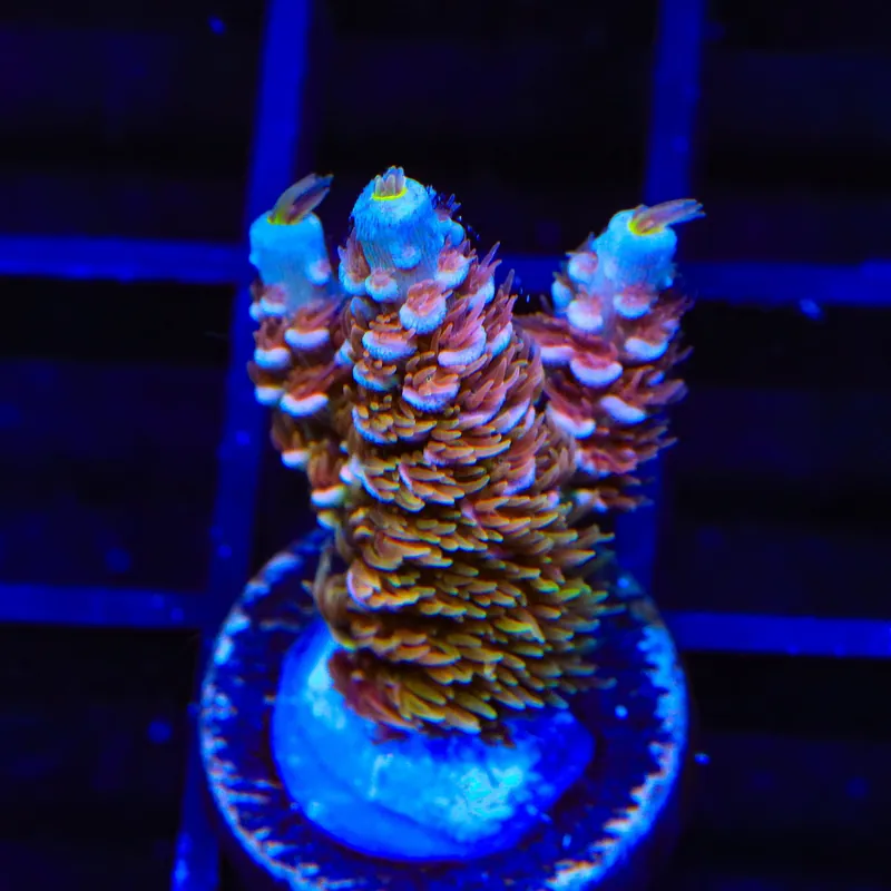 TSA Mango Passion Tenuis Acropora Coral - TSA Coral
