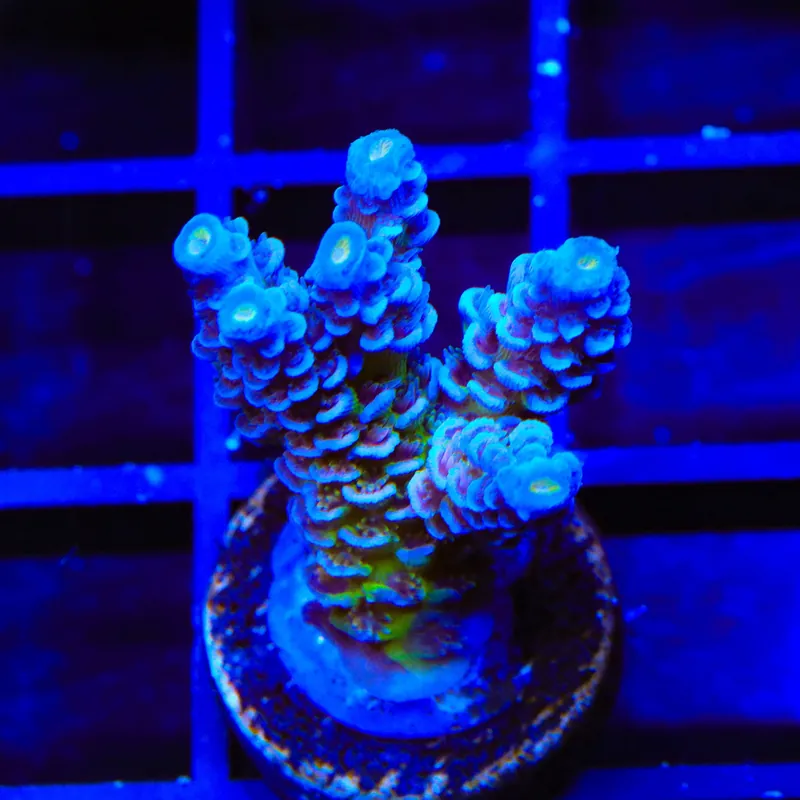 JF Jolt Acropora XL Frag Coral - TSA Coral