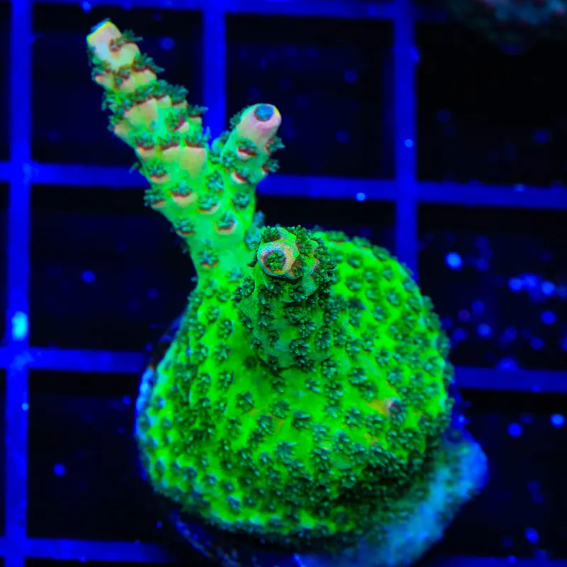 TSA Sour Tsunami Acropora Coral - TSA Coral