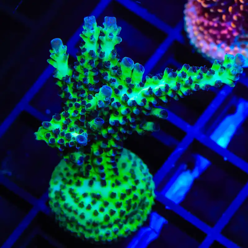 Greg Hillers Aqua Delight Acropora XL Frag Coral - TSA Coral
