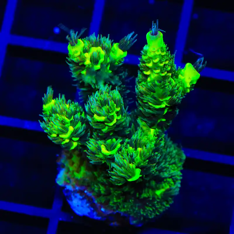 TSA Toxic Rainbow Splice Acropora XL Frag Coral - TSA Coral