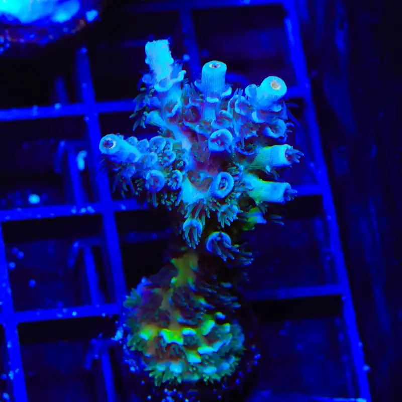 TSA Mystique Acropora XL Frag Coral - TSA Coral