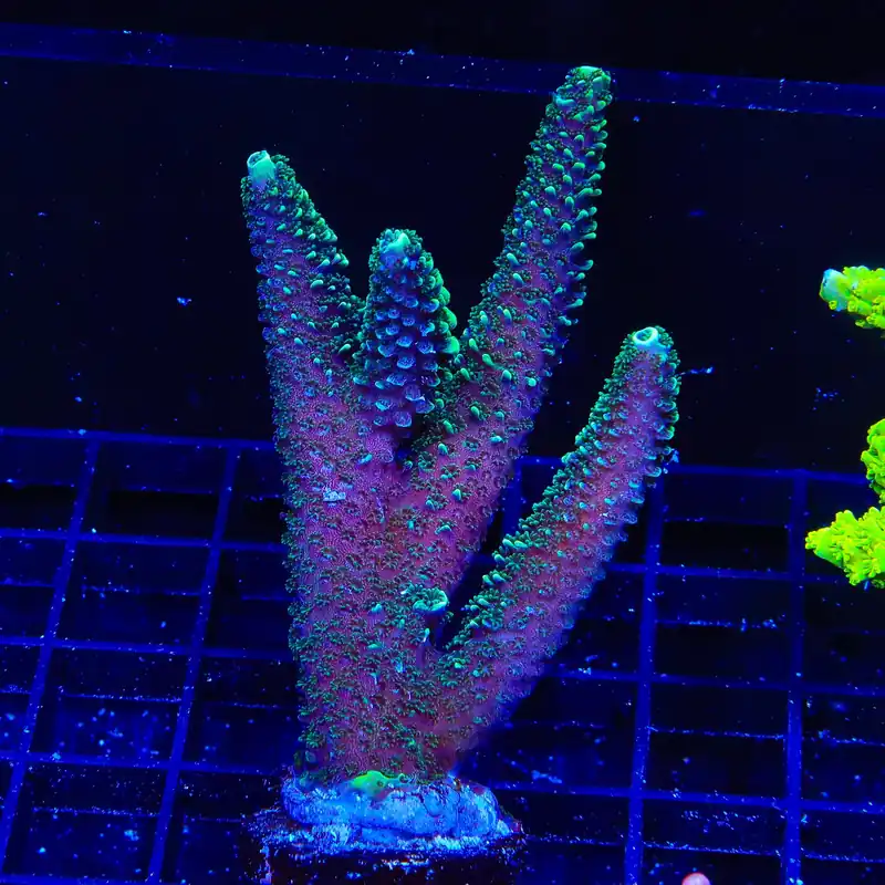 TSA Aqua Matrix Acropora XL Frag Coral - TSA Coral