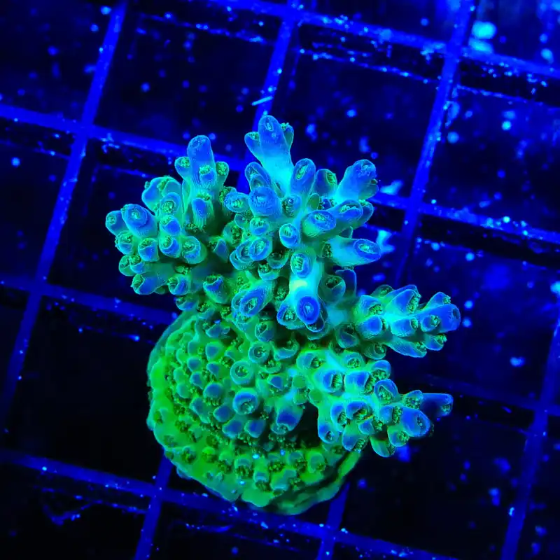 TSA Mossberry Acropora XL Frag Coral - TSA Coral