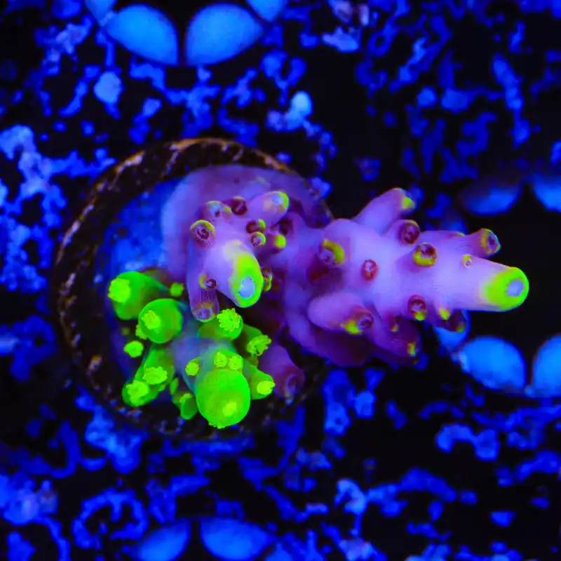 Grafted JF Fox Flame Acropora Coral - TSA Coral