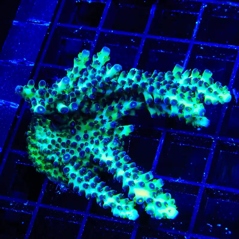 Lauras Purple Polyp Acropora XL Frag Coral - TSA Coral