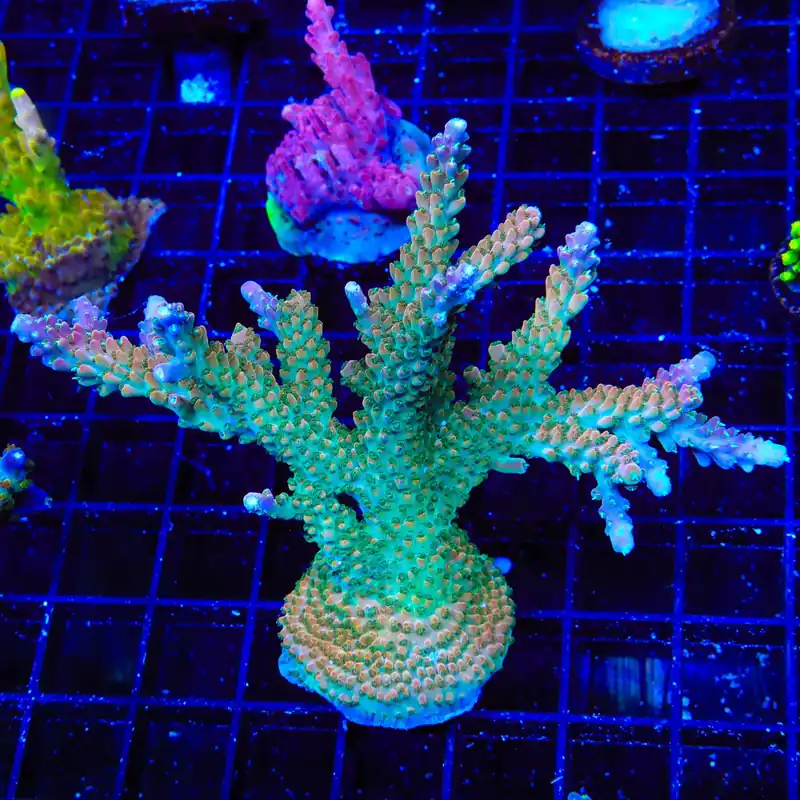 TSA Explosive Ember Acropora Colony Coral - TSA Coral
