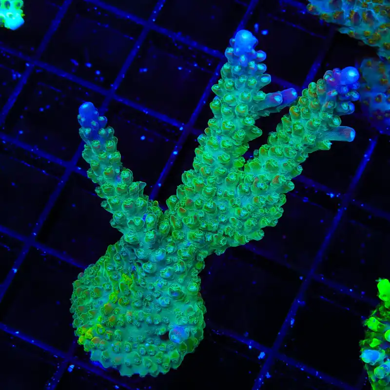 CC Grafted Banana Hammock Acropora XL Frag Coral - TSA Coral