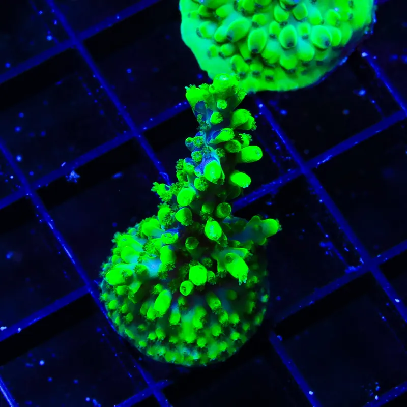 UW Oompa Loompa Splice Acropora Coral - TSA Coral