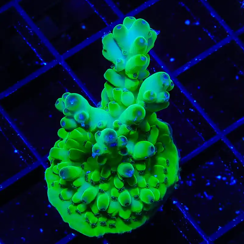 TSA Pearl Acropora XL Frag Coral - TSA Coral