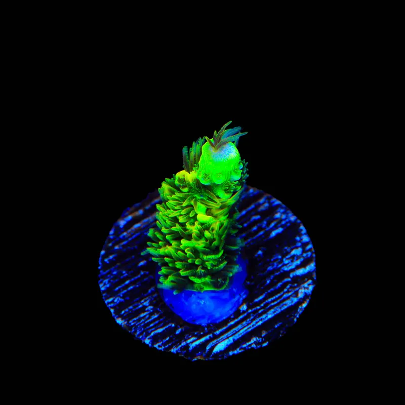 TSA Nuclear Green Millepora Acropora Coral - TSA Coral