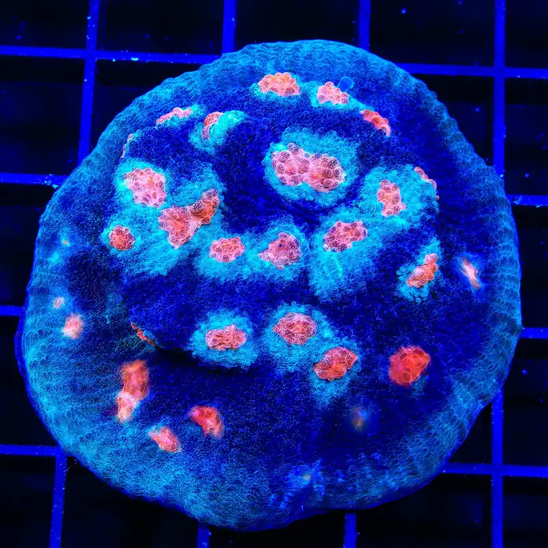 ACI Mike the Mycedium Chalice Colony Coral - TSA Coral