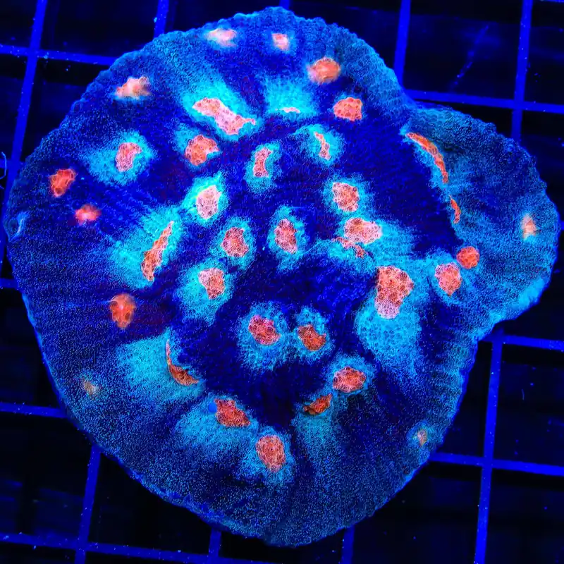 ACI Mike the Mycedium Chalice Colony Coral - TSA Coral